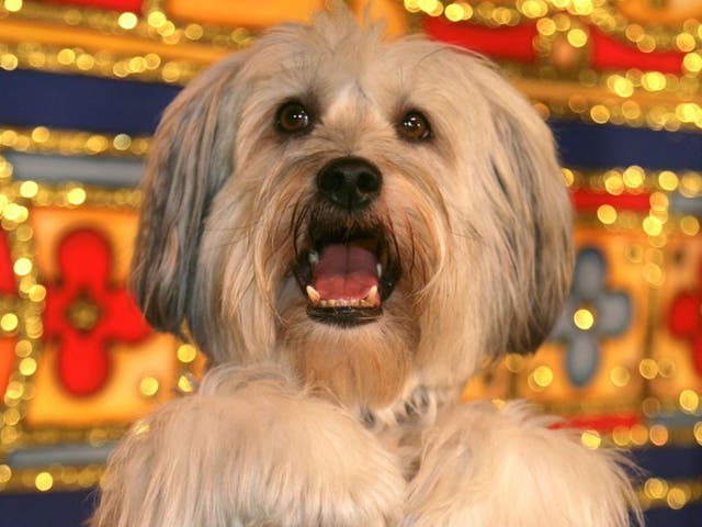 Pudsey: Anyone who can convince Simon Cowell that they’re the most talented mammal in Britain is a very good doggy indeed.