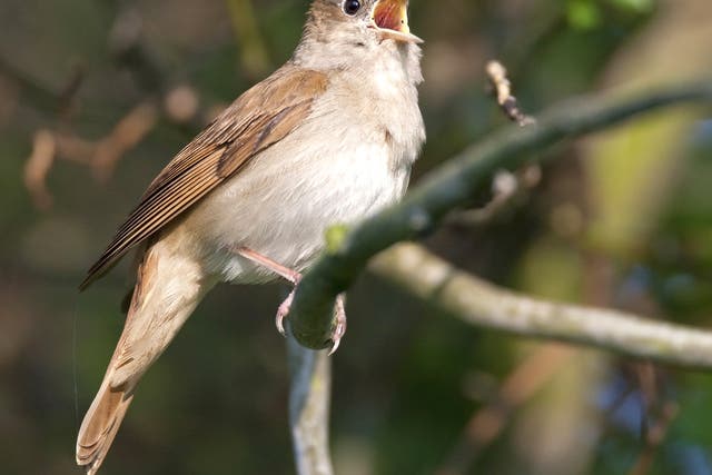 The nightingale is one of Britain’s most beloved birds