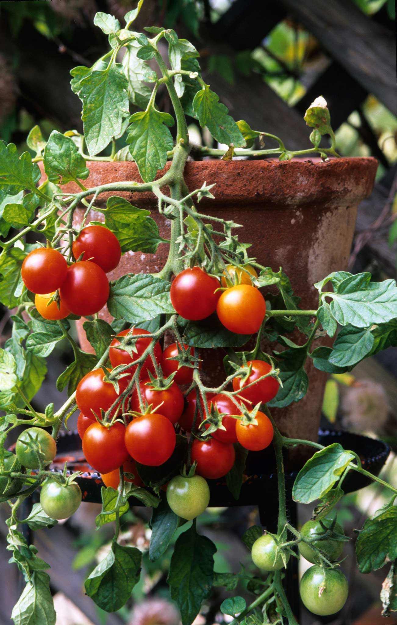 A 'bush' tomato plant flourishing in a pot