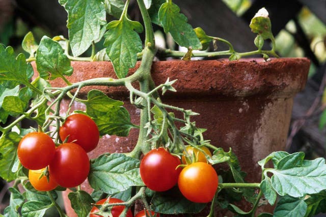 A 'bush' tomato plant flourishing in a pot
