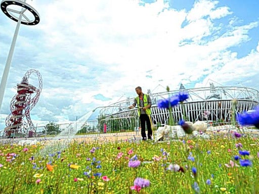 Splash of colour: work to create a 21st-century pleasure garden will build on the success of the vibrant wildflower meadows that delighted visitors to the Games