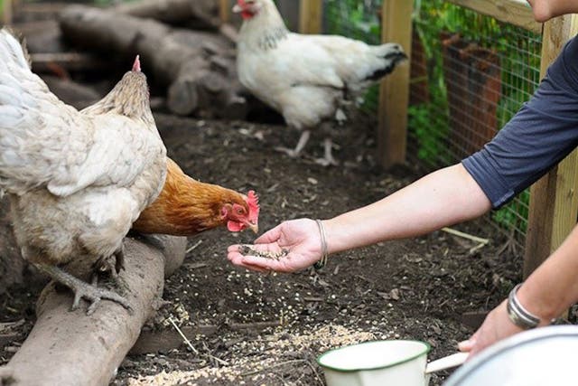 Backyard girls: Genevieve Taylor with her chickens in her Bristol garden
