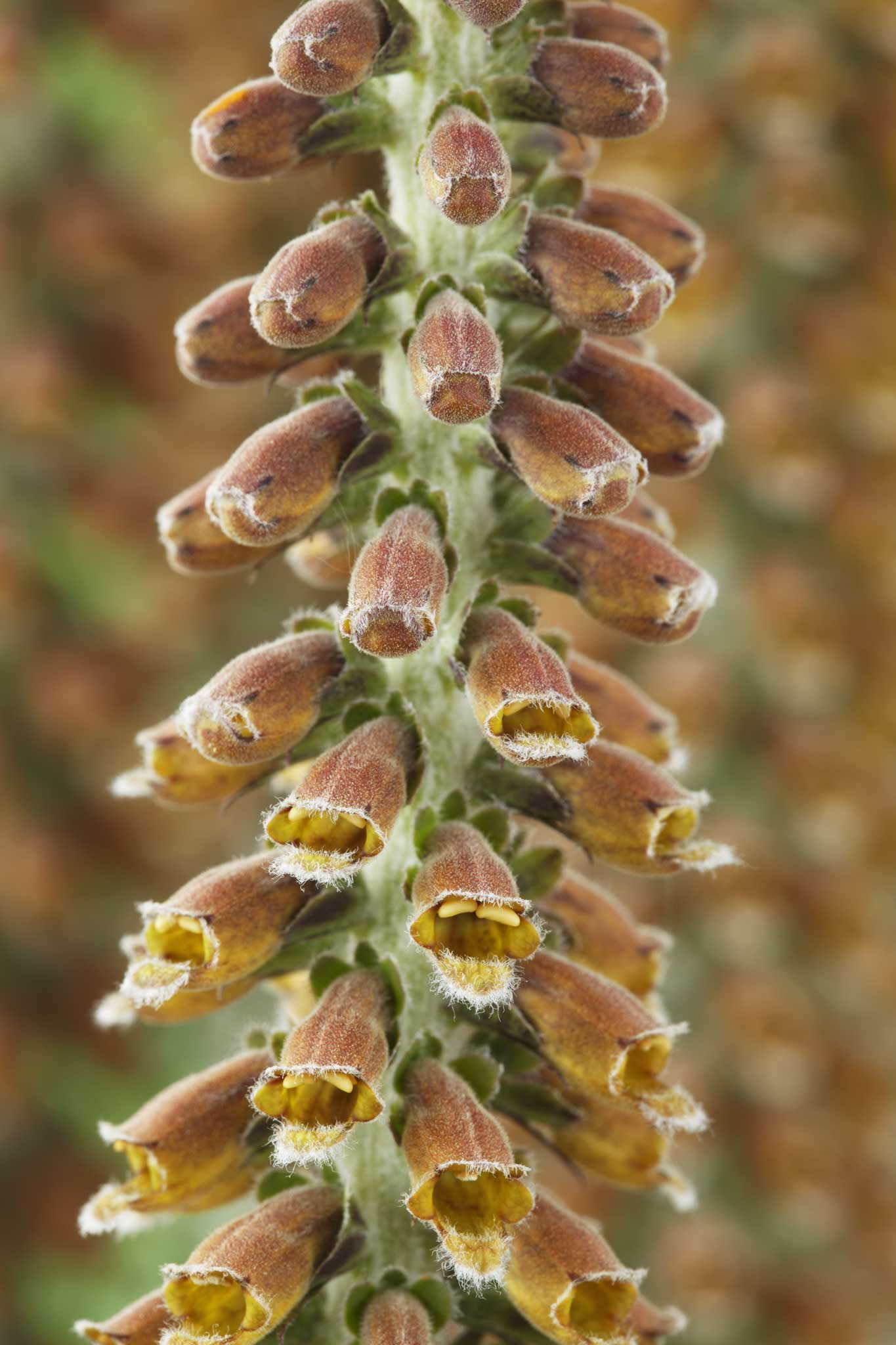 All because the lady loves: The foxglove 'digitalis parviflora', otherwise known as 'Milk Chocolate'