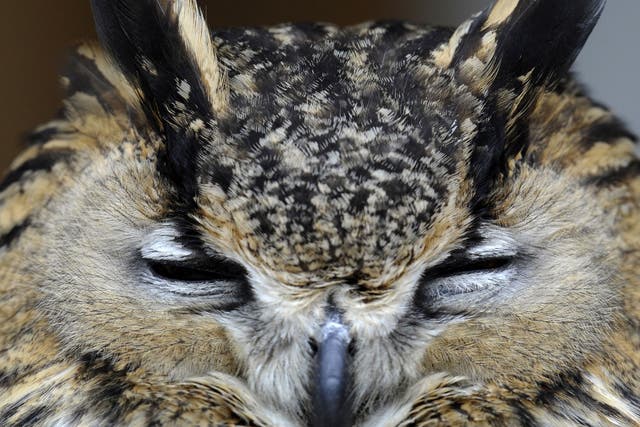 A man has been arrested after rare birds, thought to be owls, were found dead in a freezer