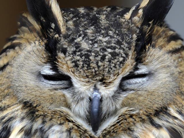 Hearing aid: An owl’s ears can detect a mouse under earth or snow