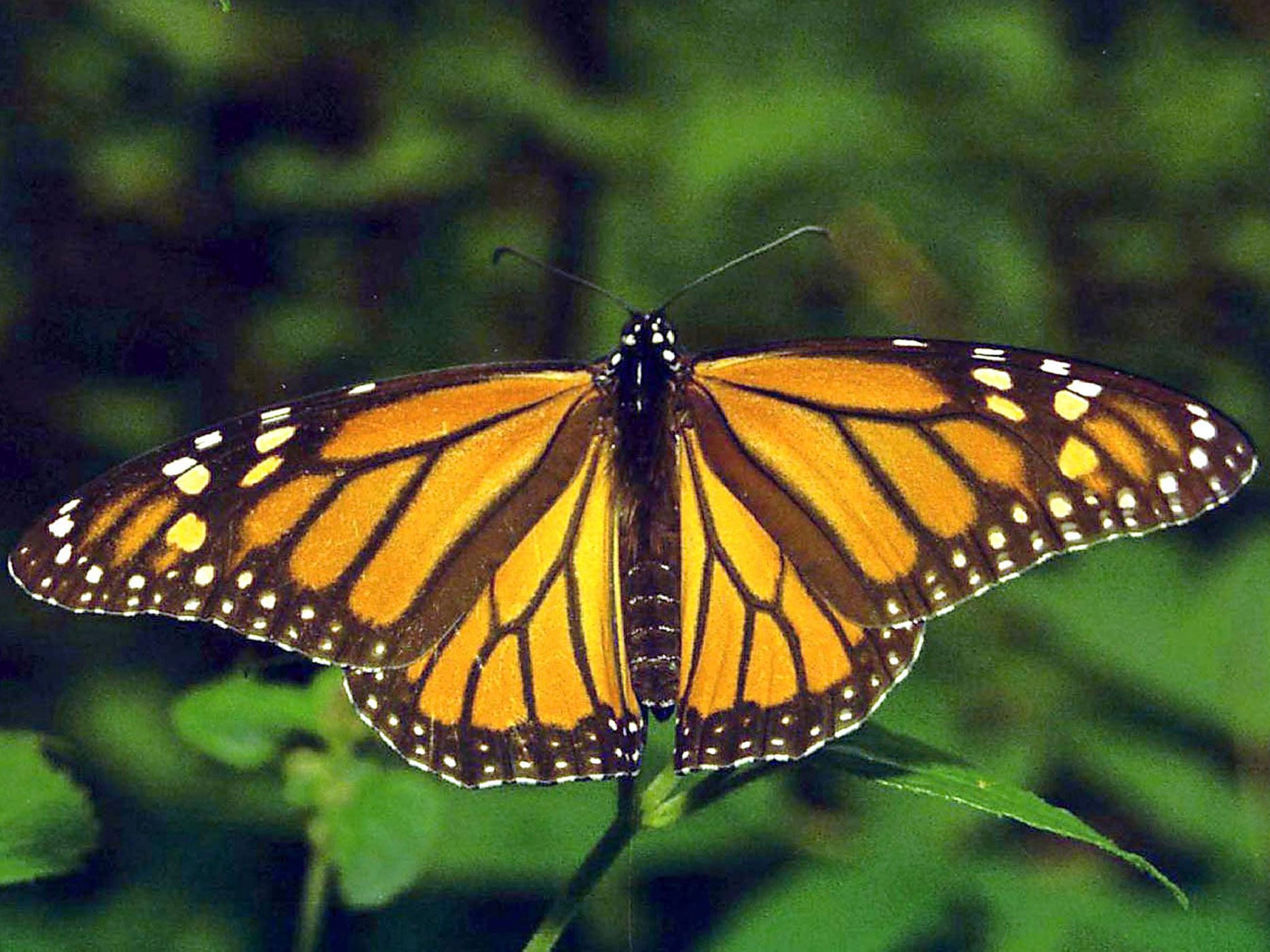 The Monarch butterfly