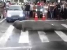 Video: Elephant seal halts traffic in Brazil