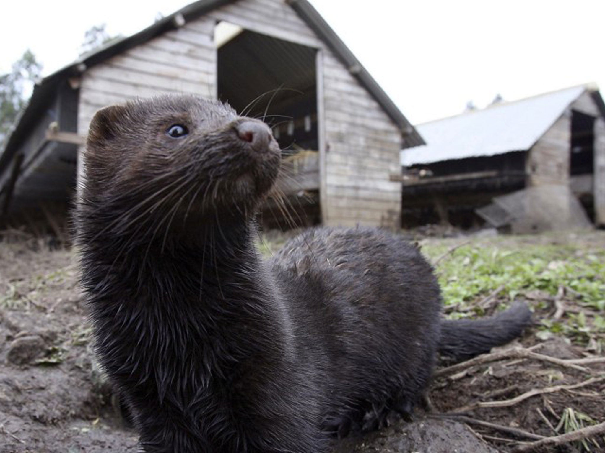 Low-flying jets caused such panic among hundreds of captive mink that they turned on their young and viciously attacked them