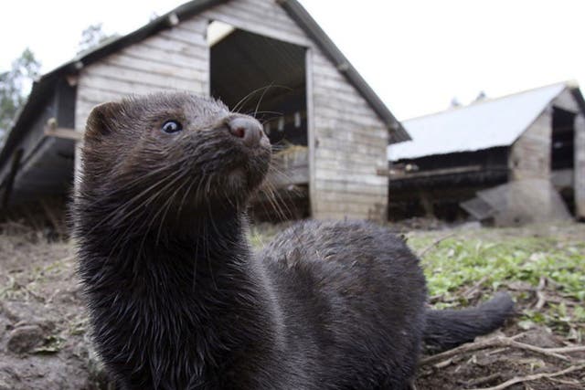 Thousands of mink bred in fur farms in Utah and Wisconsin have now died form Covid-19