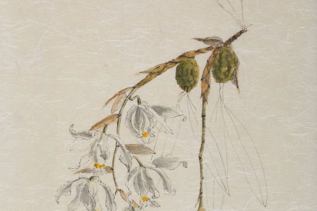 Emma Tennant's painting of the orchid, Coelogyne cristata