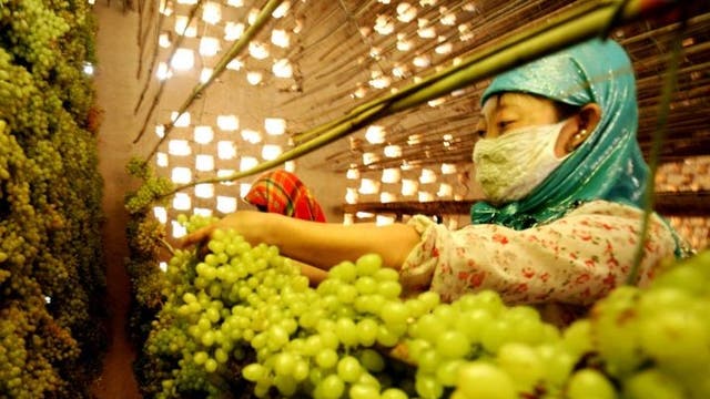 Farmers pick grapes at a vineyard in Hami in northwest China's Xinjiang region