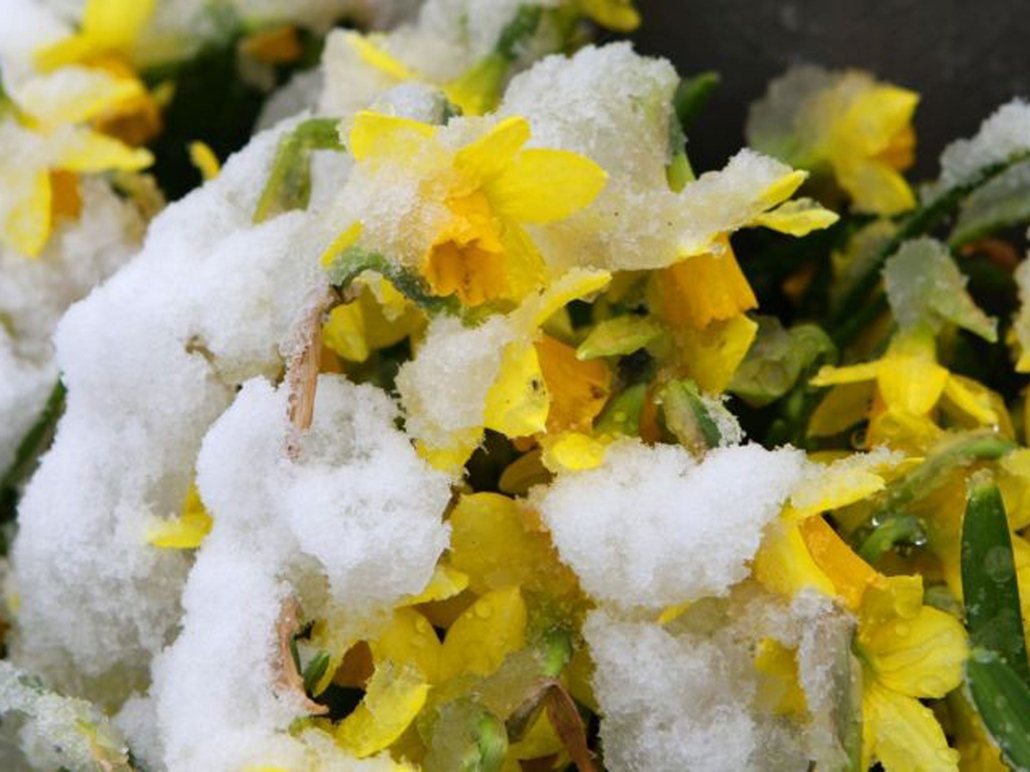 Daffodils could be blooming in the snow