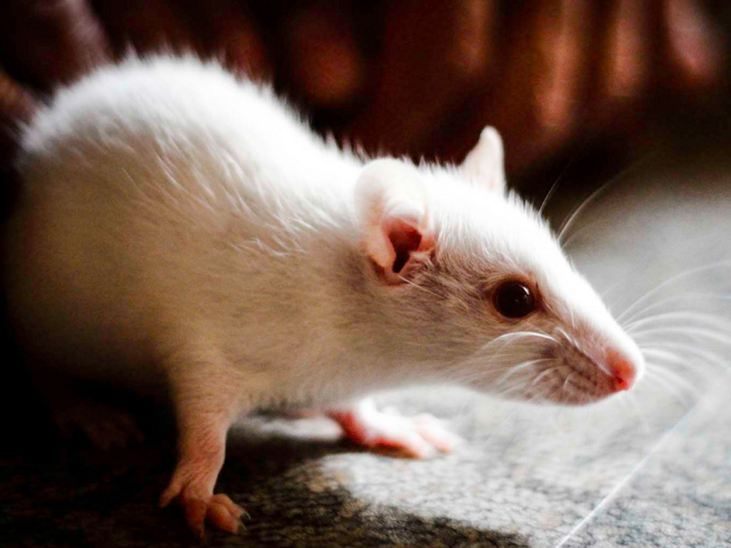 Scientists cure blindness in mice with 'simple' genetic procedure that