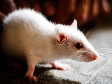 Blind mice see again after scientists use ‘simple’ genetic procedure