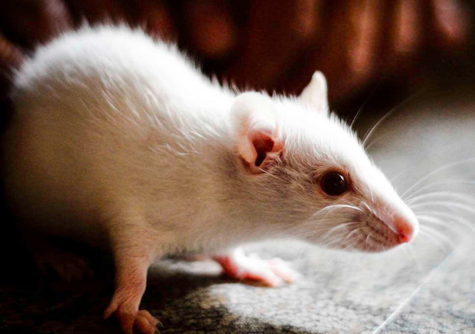Mice Rival Dogs To Be Oldest Domesticated Animal Study Finds