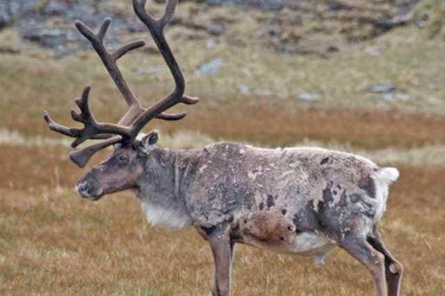 Reindeer were introduced on South Georgia a century ago