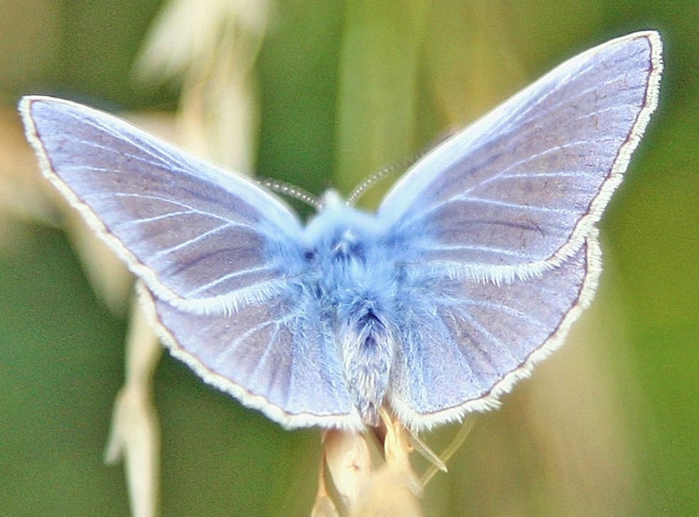 A chalkhill blue butterfly sits next to a wheat field in Dover