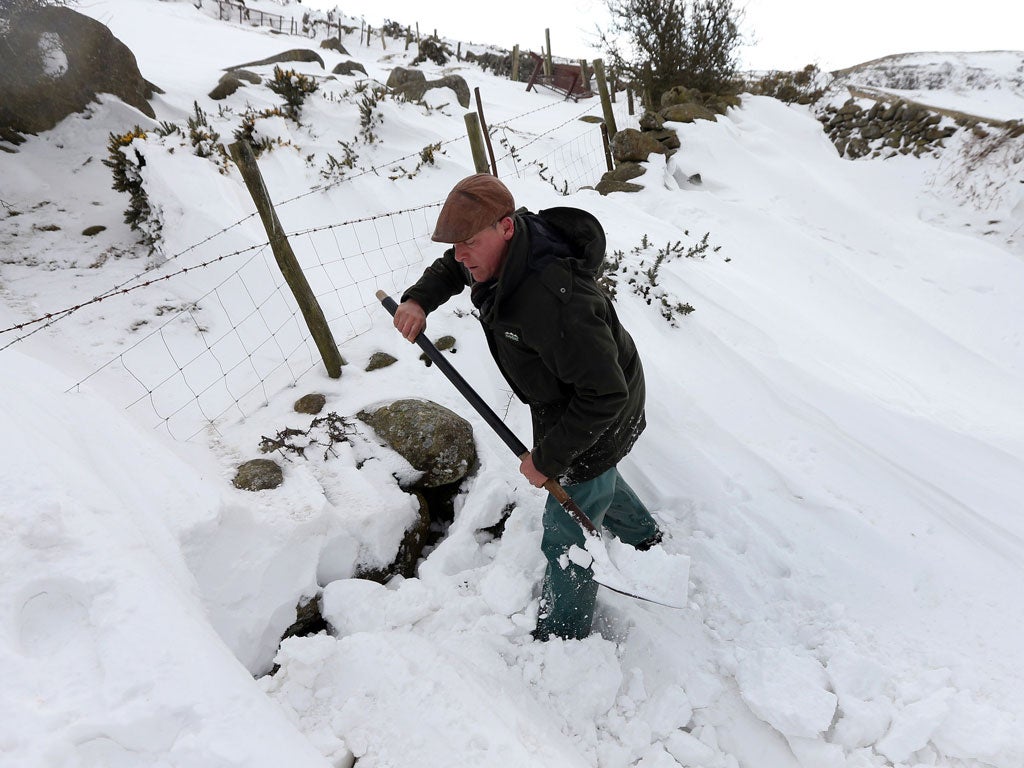 Farmer Gareth Wyn Jones begins digging through eight feet of snow after one of his sheepdogs, Cap, picked up the scent of a sheep that had been trapped for four days beneath snow on his farm in Llanfairfechan, North Wales