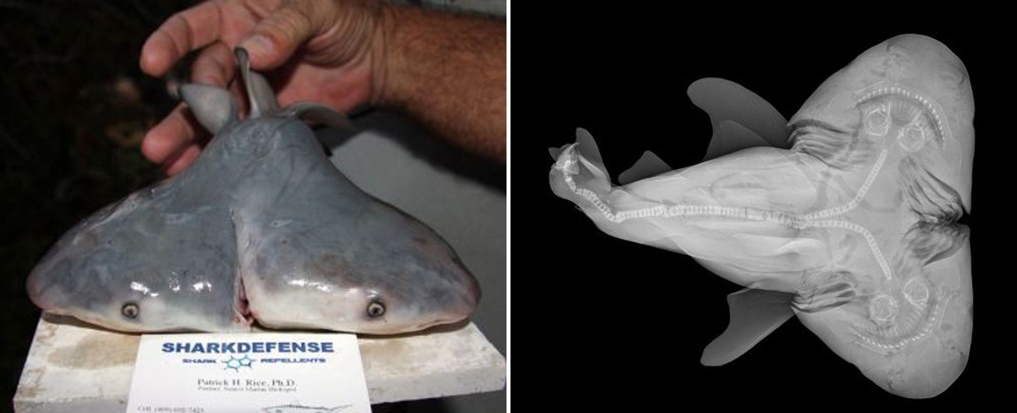 It's not just any two-headed shark. It's the rarest two-headed shark ever  recorded | The Independent | The Independent