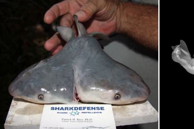 Scientists have confirmed the discovery of the first-ever, two-headed bull shark