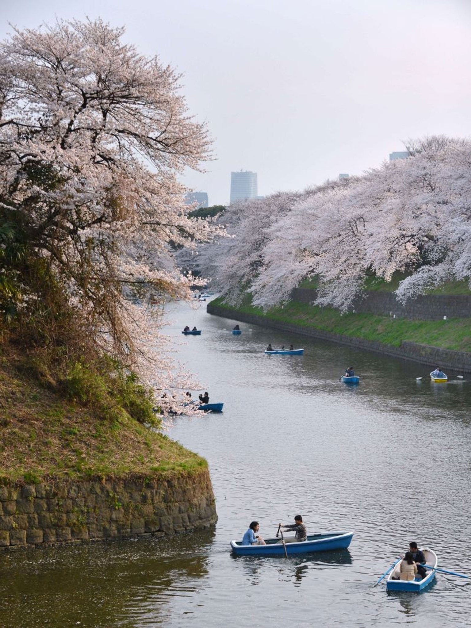 Couples row boats under fully bloomed cherry blossom trees in Tokyo