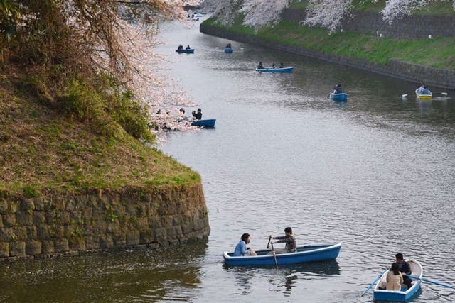 Couples row boats under fully bloomed cherry blossom trees in Tokyo