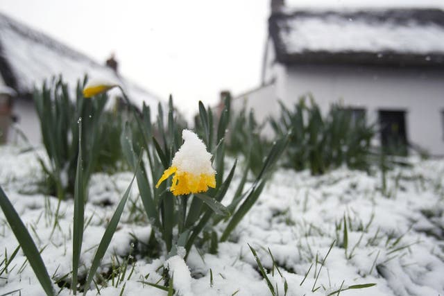 A snow-covered daffodil sums up the struggle that spring flowers have had in March