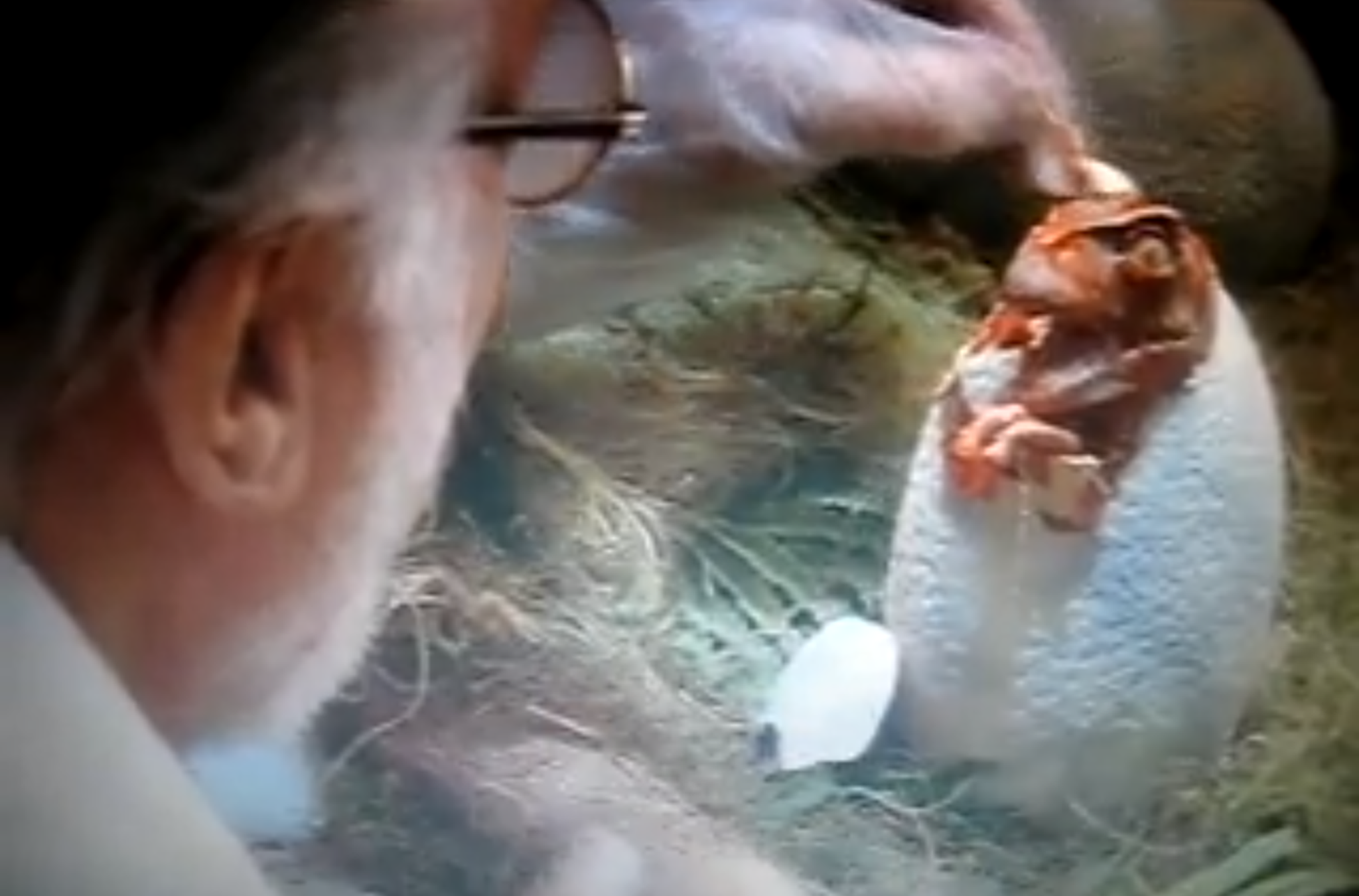 This scene from Steven Spielberg’s Jurassic Park shows the memorable moment when the first genetically engineered dinosaur hatches.