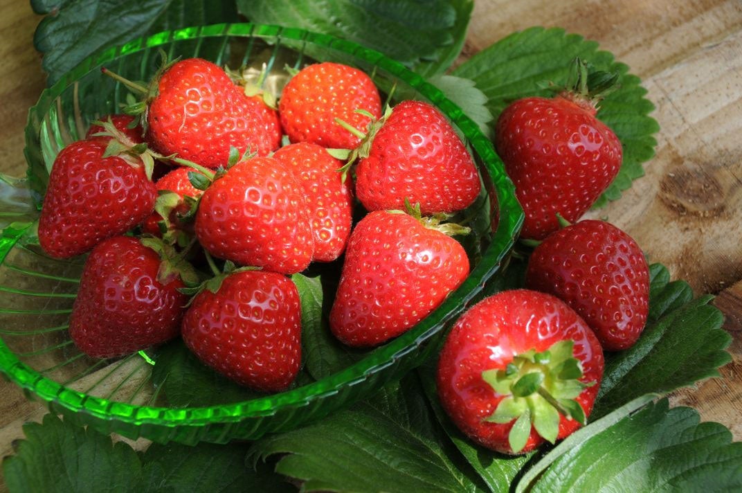 Plant life: East Malling Research centre has produced the extra-flavoursome EM1764 strawberry