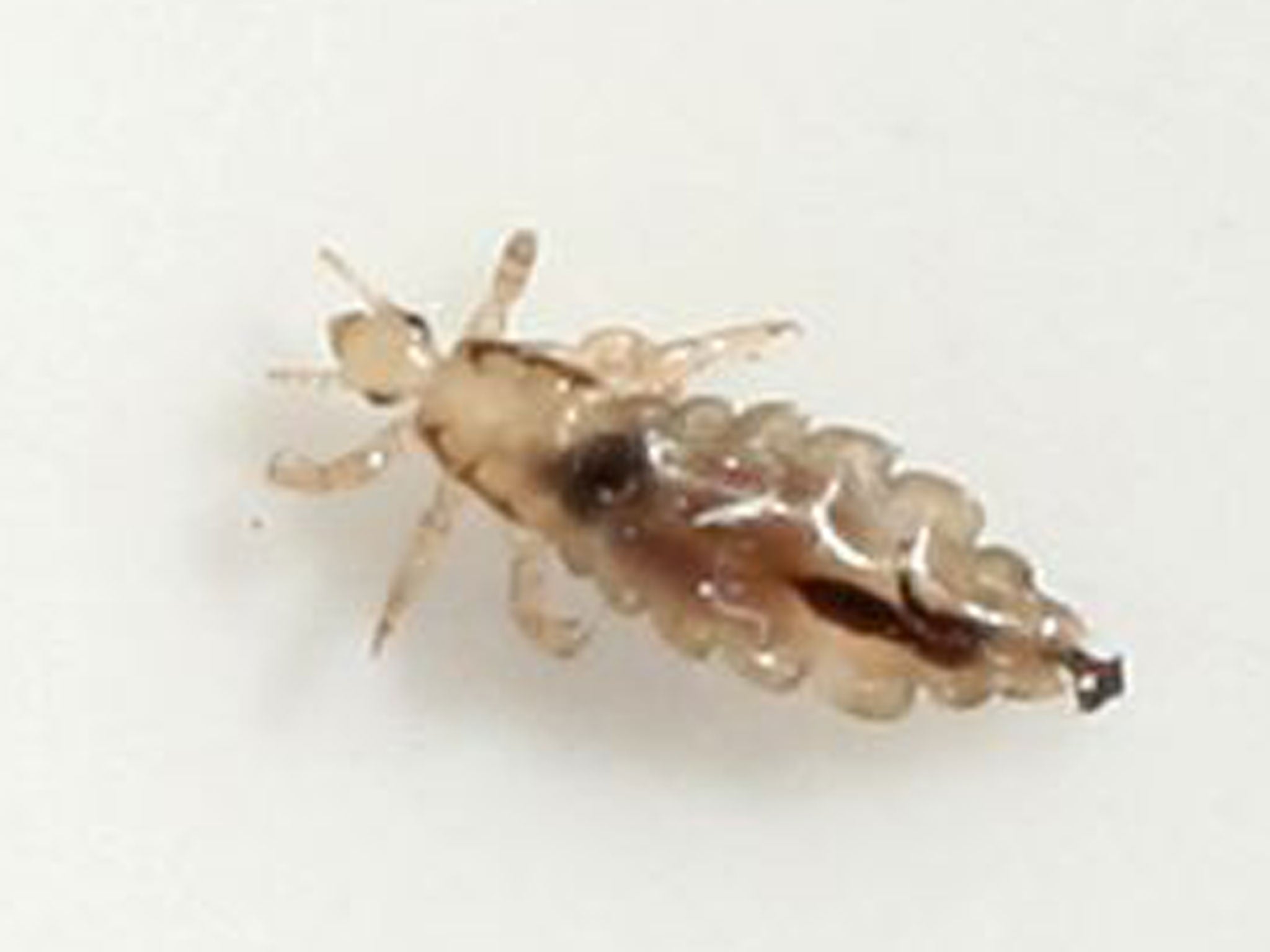 Mutant' head lice becoming immune to all treatment, scientists warn | The  Independent | The Independent