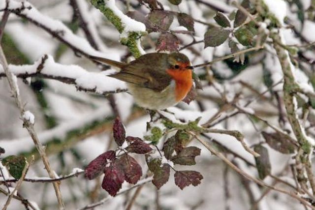 The seemingly never-ending winter is having a serious effect on Britain’s wildlife, some of which won’t see the spring