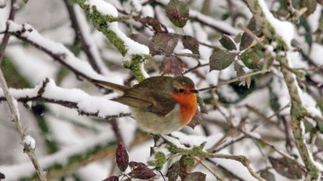 The seemingly never-ending winter is having a serious effect on Britain’s wildlife, some of which won’t see the spring