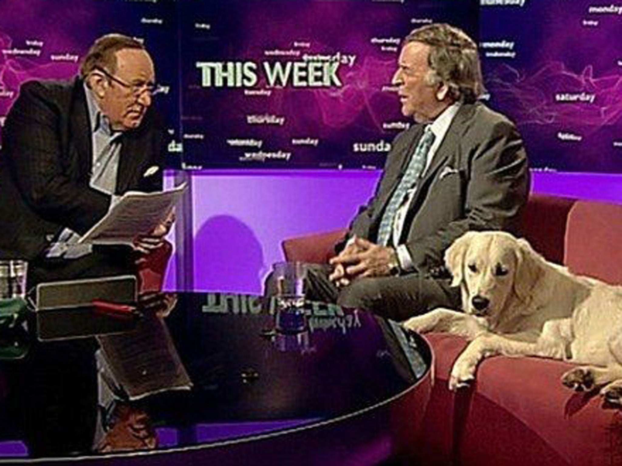 The latest star of the BBC is a golden retriever called Miss Molly