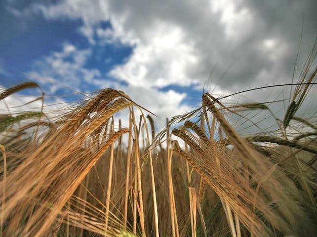 Barley: Planting is down 19 per cent. Seed for spring planting is in
short supply