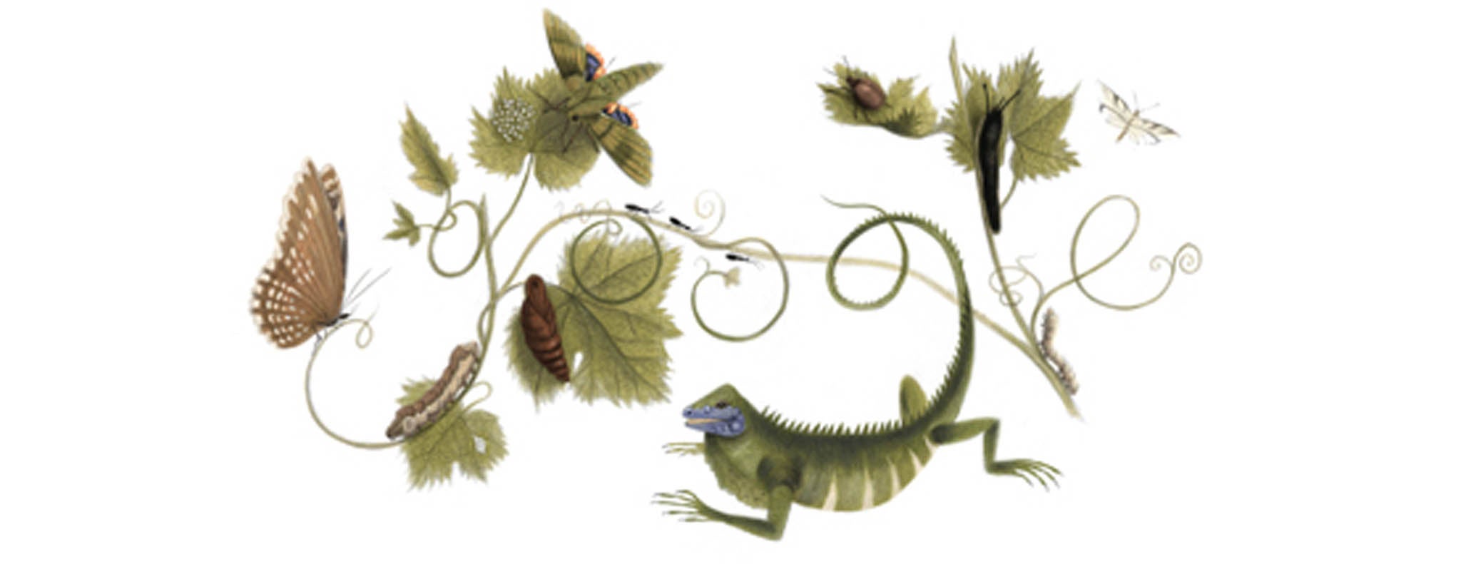 The Google doodle marks the 366th birthday of Maria Sibylla Merians