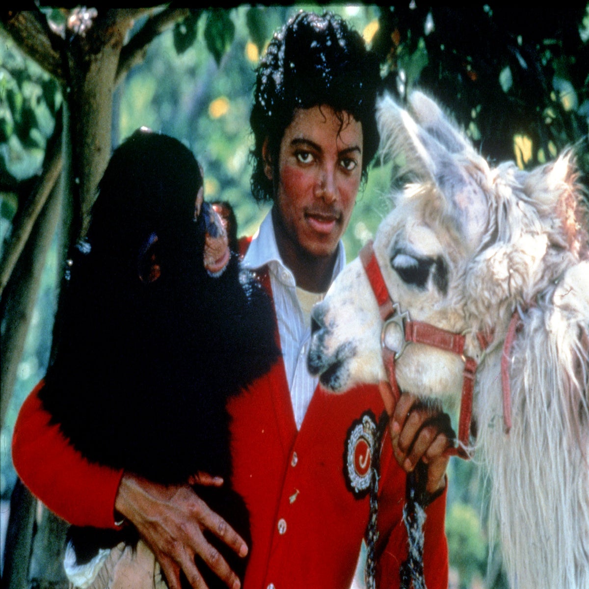 Michael Jackson: Whatever happened to singer's pet chimpanzee Bubbles? |  The Independent
