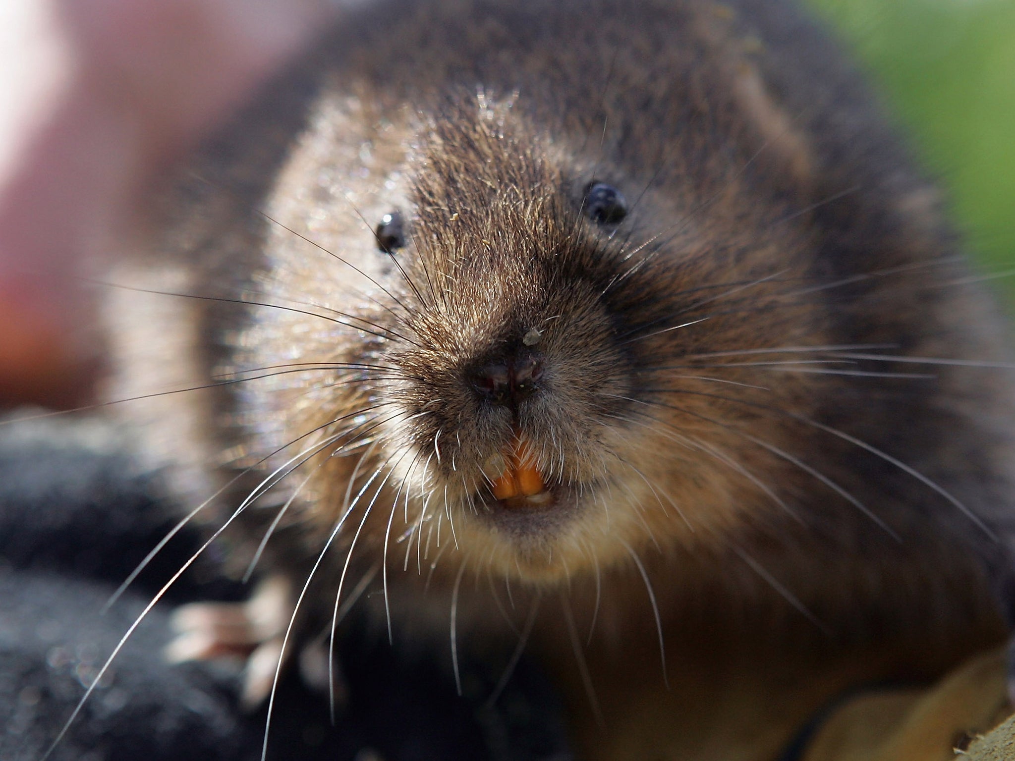 Voles, which live off plants, are at the base of the food chain and are considered a 'keystone' species in ecology