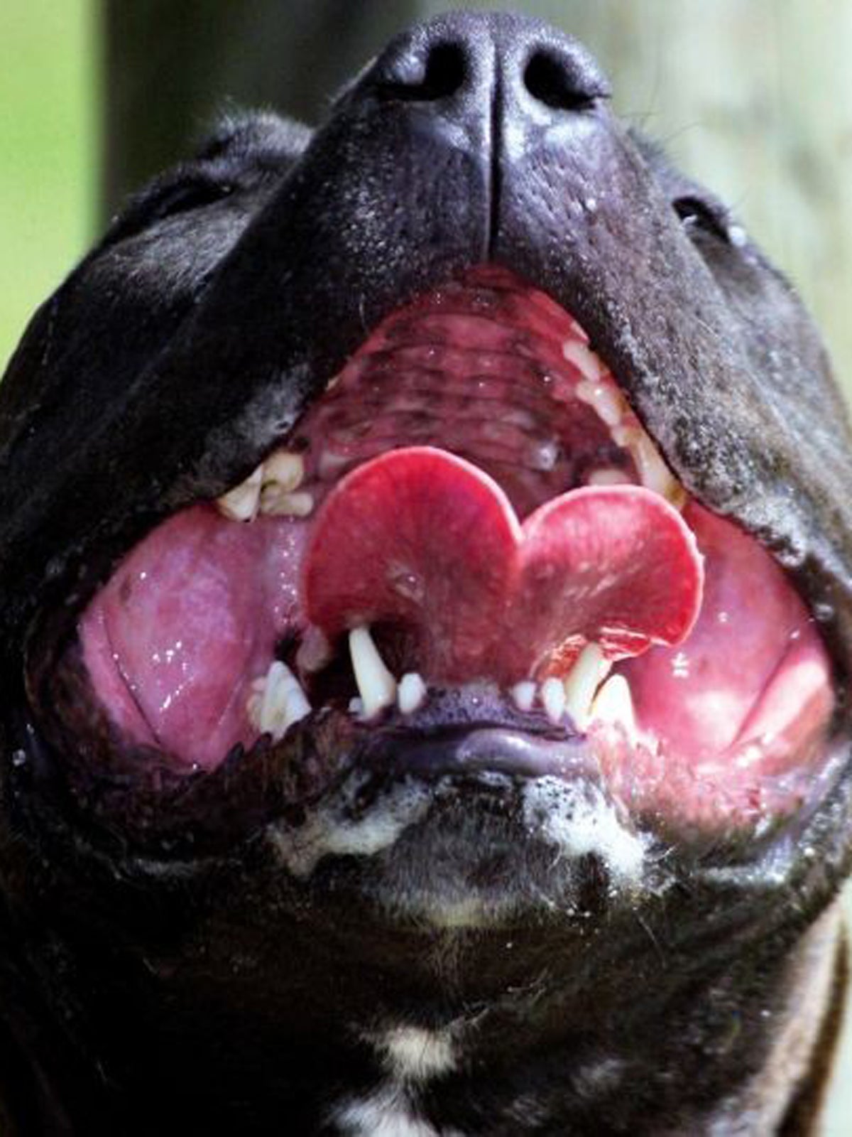 hospital admissions for dog attacks
