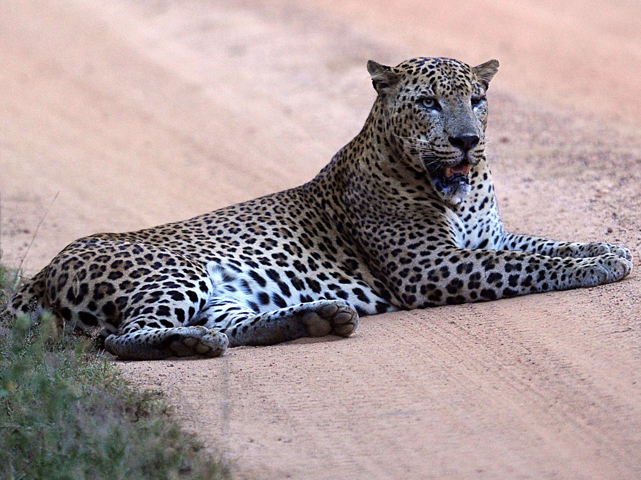 A leopard like this one attacked Rupji Gamit, and his wife saved him