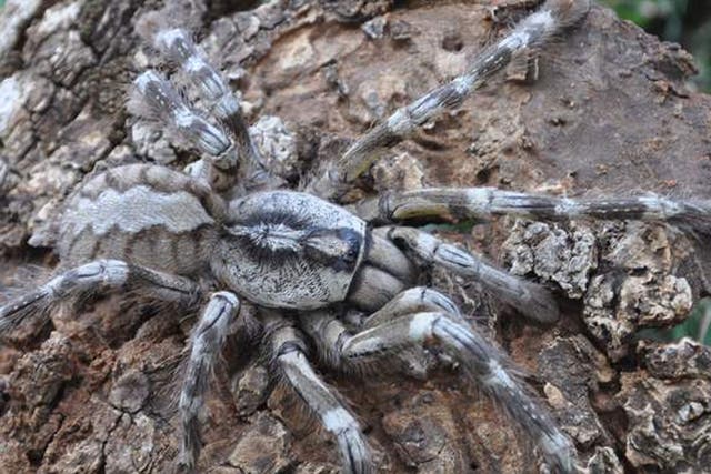 This giant tarantula has been discovered in Sri Lanka