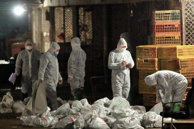 Chinese health workers collect bags of dead chickens at Huhuai wholesale agricultural market in Shanghai