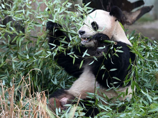 Yang Guang, pictured, and his mate Tian Tian have a 36-hour breeding window 