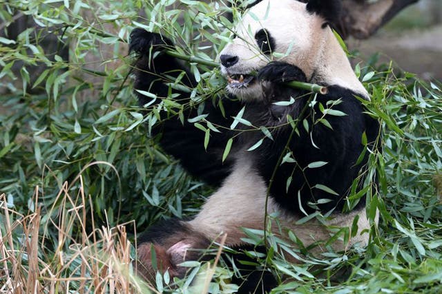 Yang Guang, pictured, and his mate Tian Tian have a 36-hour breeding window 