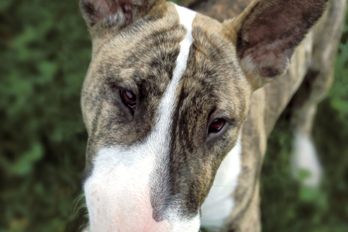 Surgeons save teacher's testicle after dog attack | The Independent ...