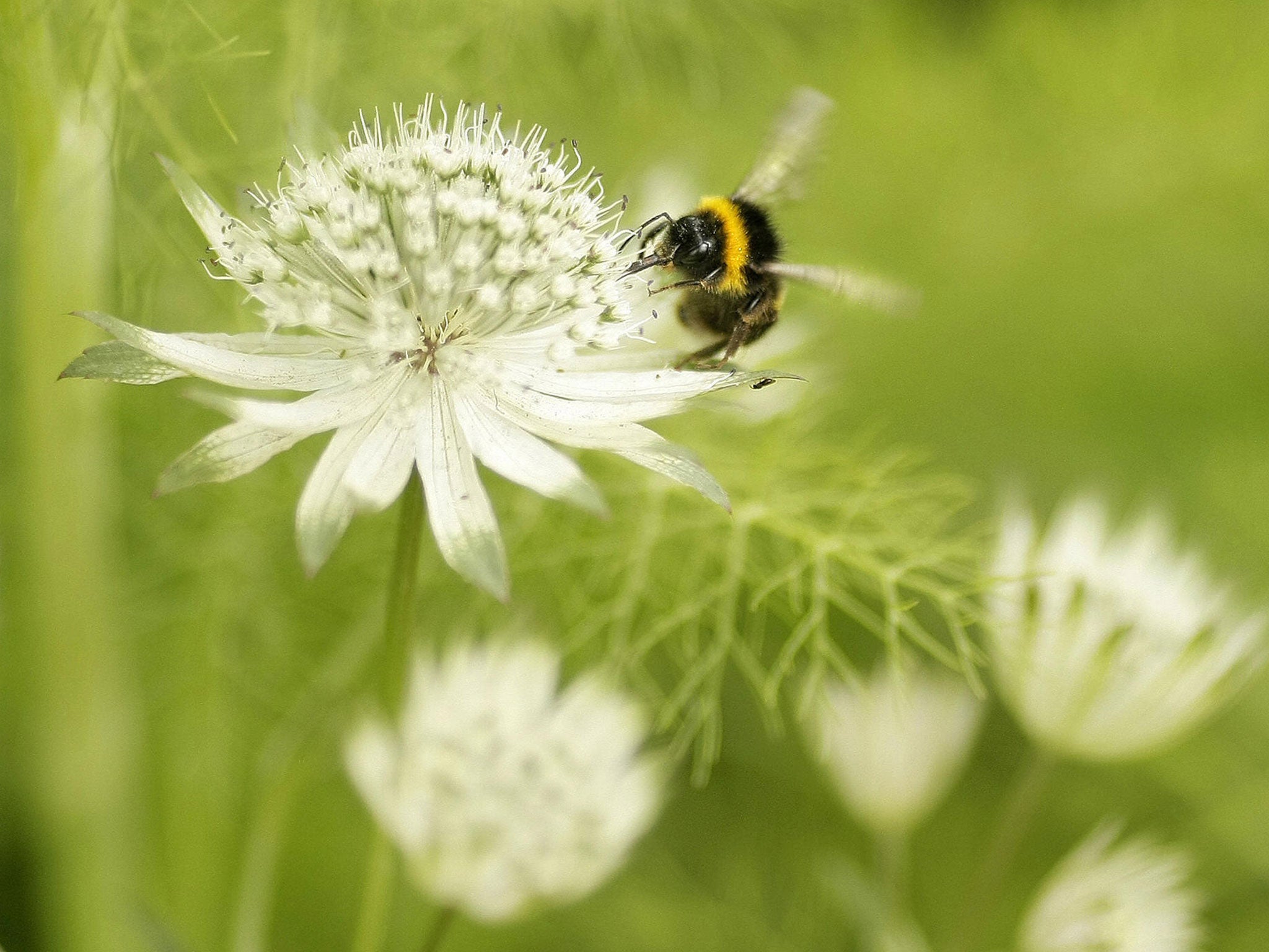 Natural cycle: bees are tireless, vital pollinators