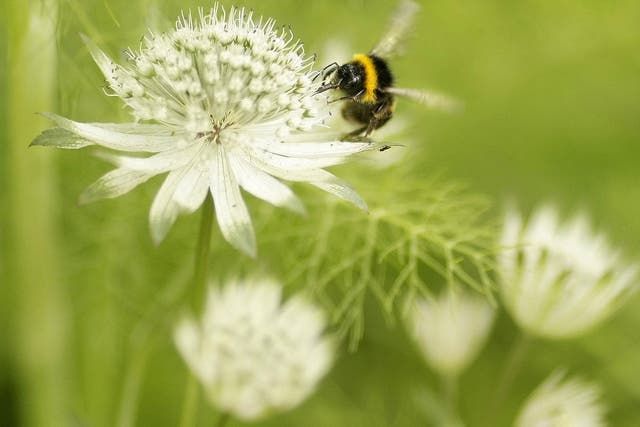 Natural cycle: bees are tireless, vital pollinators