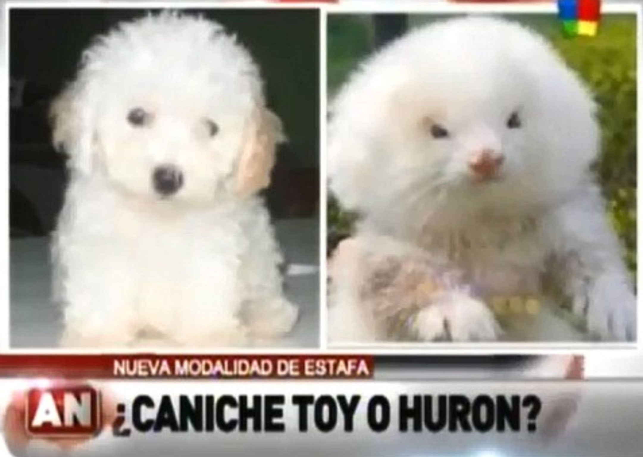 A gullible retired man in Argentina has fallen victim to a scam after discovering the toy poodle pups he bought at a local market were actually fluffed-up ferrets on steroids.