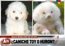 How much is that ferret in the window? Argentinians fall victim to