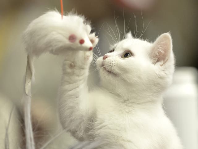 A British Shorthair kitten plays with a toy mouse