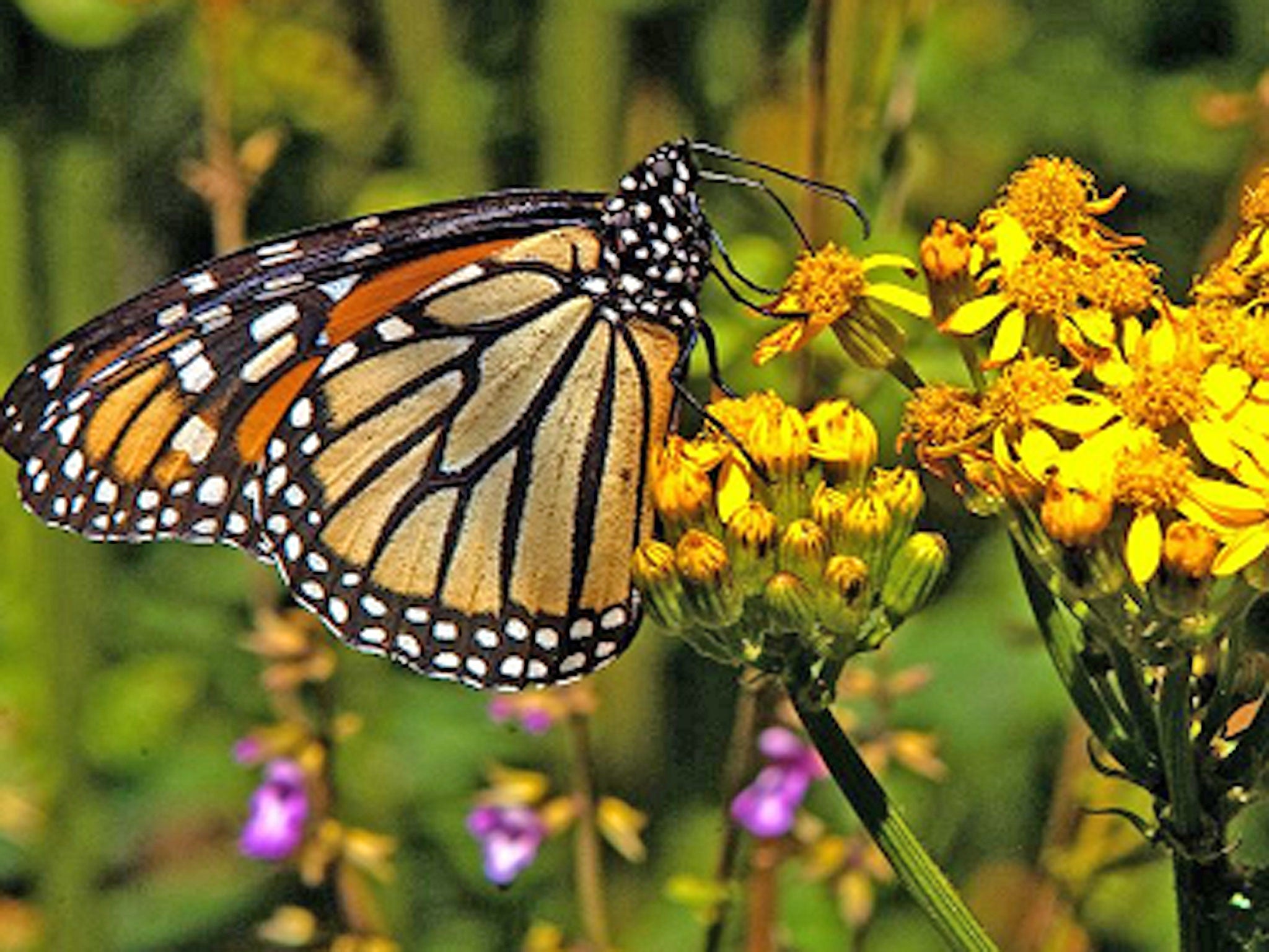 Monarch butterflies are also believed to use landmarks and scent to find their way while migrating